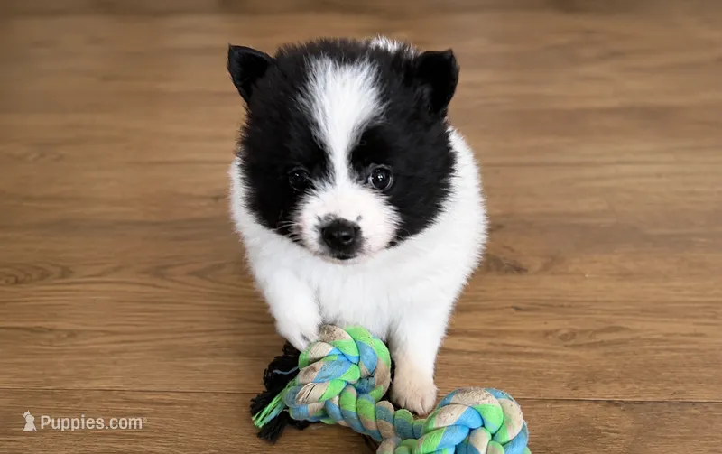 Leelo  – Pomeranian puppy for sale in Tallahassee, FL