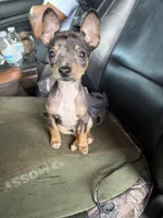 Macho, a male Chihuahua for sale in Altamonte Springs, FL – Photo 2 of 3