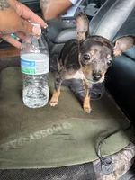 Macho, a male Chihuahua for sale in Altamonte Springs, FL – Photo 3 of 3