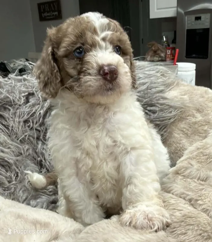 Pink band , a male Cavapoo for sale in Fort Walton Beach, FL – Photo 1 of 1