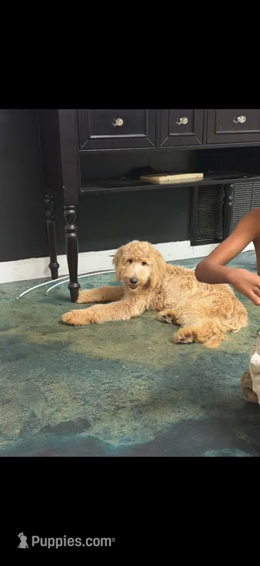 Ria  – Goldendoodle, Miniature Goldendoodle puppy for sale in Tallahassee, FL