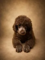 Teddy , a male Poodle - Miniature  for sale in Destin, FL – 1 of 2