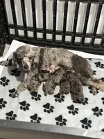 Benny (red band) , a male Poodle - Toy  for sale in Destin, FL – Photo 3 of 3