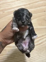 Benny (red band) , a male Poodle - Toy  for sale in Destin, FL – Photo 2 of 3