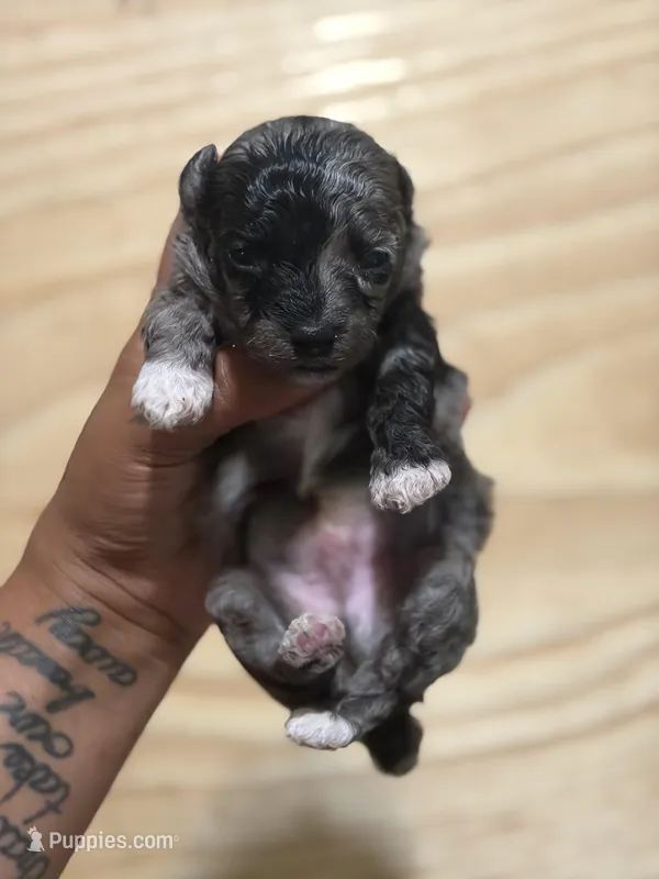 Benny (red band)  – Poodle - Toy  puppy for sale in Destin, FL