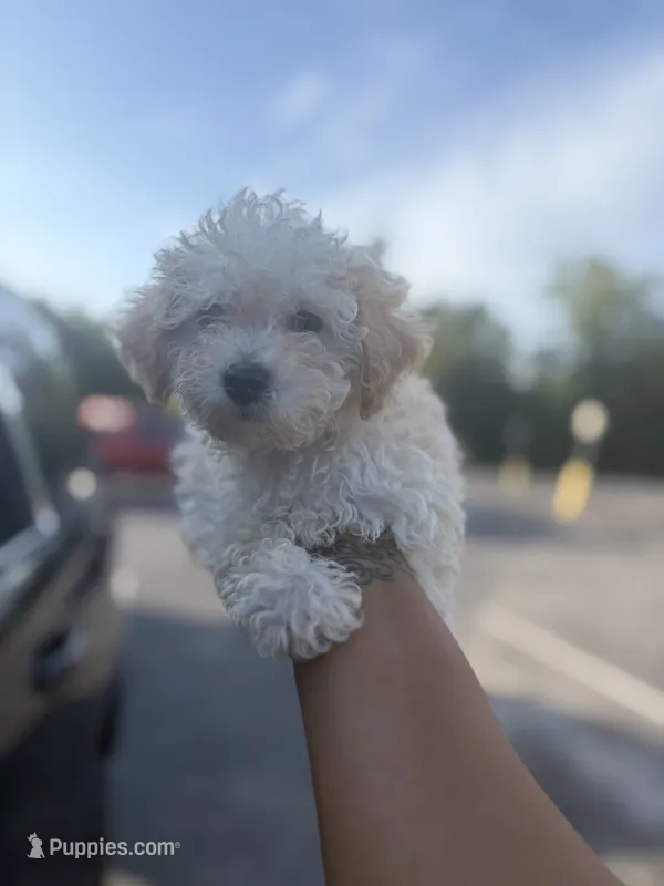 Sadie  – Poodle - Toy  puppy for sale in Tallahassee, FL
