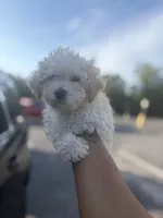 AKC Sadie , a female Poodle - Toy  for sale in Tallahassee, FL – 2 of 3