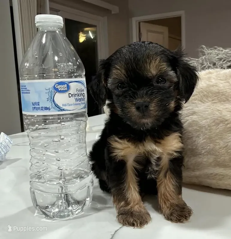 Purple band , a male Yorkipoo for sale in Fort Walton Beach, FL – Photo 1 of 1