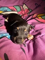 AKC Baker , a male Chihuahua for sale in Tallahassee, FL – 1 of 2