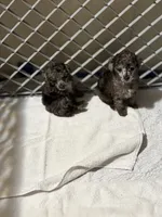 Bell , a female Poodle - Toy  for sale in Destin, FL – 6 of 6