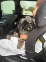 Baxter (AKC AND CKC REGISTERED) , a male Poodle - Miniature  for sale in Tallahassee, FL – 2 of 2