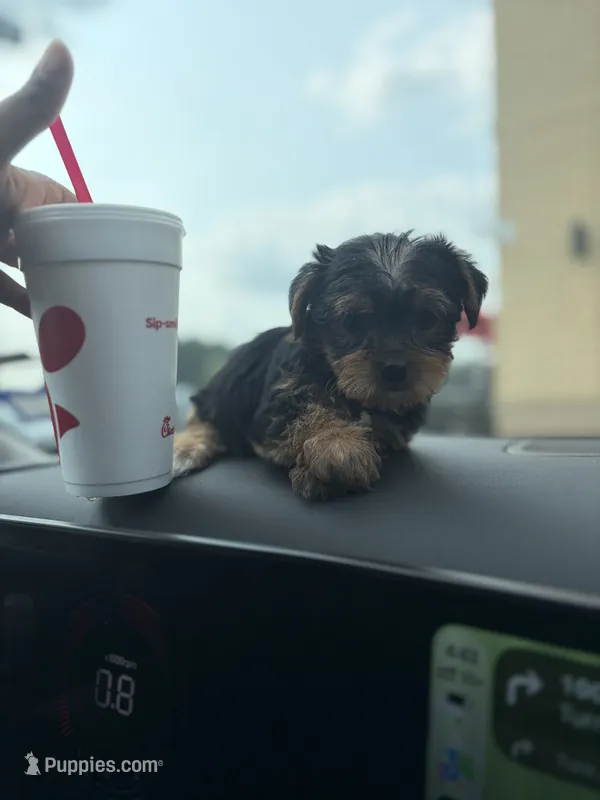 Yarah  – Yorkshire Terrier puppy for sale in Tallahassee, FL