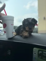 Yarah , a female Yorkshire Terrier for sale in Tallahassee, FL – 1 of 3