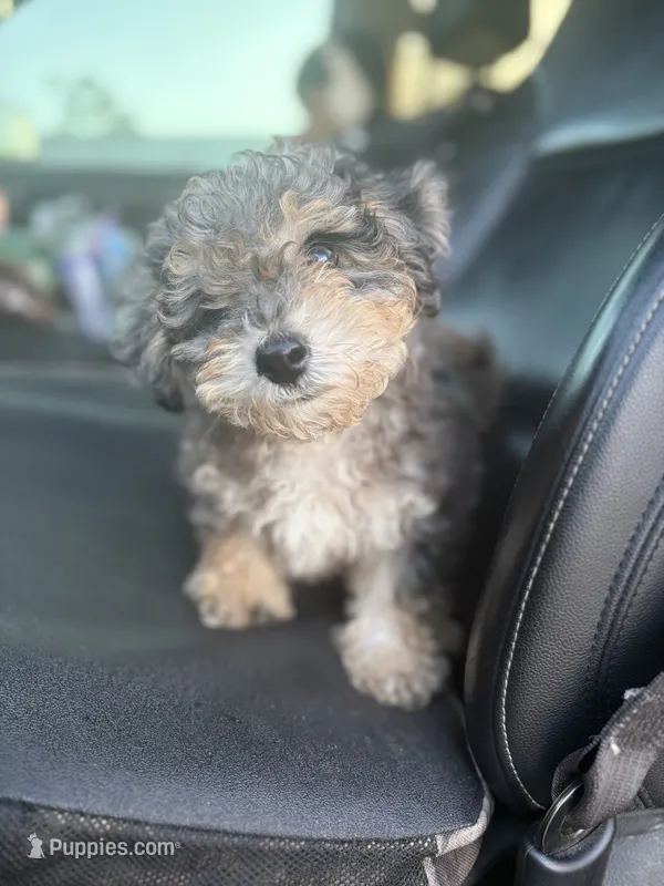 Sage  – Poodle - Toy , Poodle - Miniature  puppy on hold in Lake City, FL