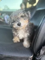 Sage , a male Poodle - Toy  and Poodle - Miniature  for sale in Lake City, FL – 1 of 2