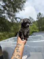 Bell , a female Poodle - Toy  for sale in Destin, FL – 3 of 6