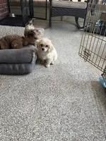 Macy , a female Maltipoo for sale in Destin, FL – 2 of 3