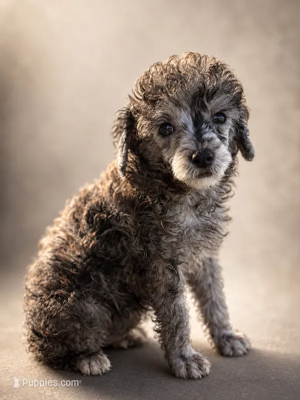 Benzi , a male Poodle - Toy  for sale in Destin, FL – 1 of 5