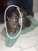 Benzi , a male Poodle - Toy  for sale in Destin, FL – 2 of 5