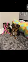 Benny , a male Yorkshire Terrier for sale in Tallahassee, FL – 2 of 3
