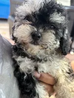 Alley , a female Poodle - Toy  for sale in Tallahassee, FL – 2 of 2