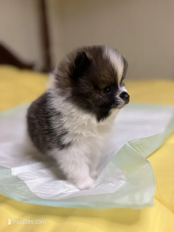 Pork Chop – Pomeranian puppy for sale in Lynchburg, VA
