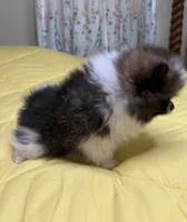 Teddy, a male Pomeranian for sale in Lynchburg, VA – Photo 4 of 6