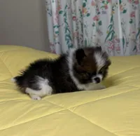 Teddy, a male Pomeranian for sale in Lynchburg, VA – Photo 5 of 6