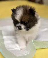 Pork Chop, a male Pomeranian for sale in Lynchburg, VA – Photo 3 of 4