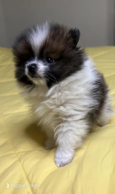 Teddy – Pomeranian puppy for sale in Lynchburg, VA