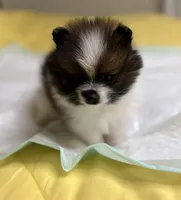 Pork Chop, a male Pomeranian for sale in Lynchburg, VA – Photo 4 of 4