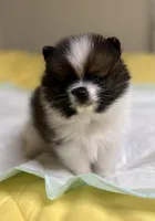 Pork Chop, a male Pomeranian for sale in Lynchburg, VA – Photo 2 of 4