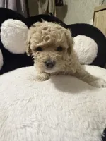Luna, a female Poodle - Toy  for sale in Mesa, AZ – 6 of 8