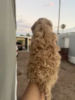 Luni, a female Poodle - Toy  for sale in Mesa, AZ – 3 of 7