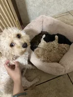 Luni, a female Poodle - Toy  for sale in Mesa, AZ – 5 of 7