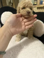Luna, a female Poodle - Toy  for sale in Mesa, AZ – 7 of 8