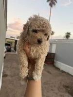 Luna, a female Poodle - Toy  for sale in Mesa, AZ – 1 of 8