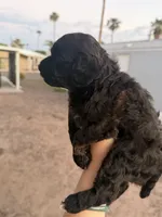 Nickie, a female Poodle - Toy  for sale in Mesa, AZ – 7 of 8