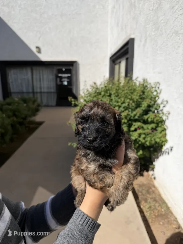 Brownie – Poodle - Toy  puppy for sale in Mesa, AZ