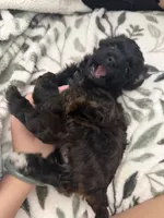 Nickie, a female Poodle - Toy  for sale in Mesa, AZ – 2 of 8