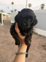 Nickie, a female Poodle - Toy  for sale in Mesa, AZ – 3 of 8