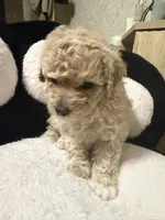 Luna, a female Poodle - Toy  for sale in Mesa, AZ – 5 of 8
