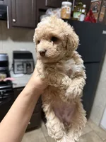 Luni, a female Poodle - Toy  for sale in Mesa, AZ – 6 of 7