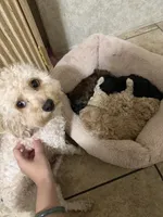 Brownie, a male Poodle - Toy  for sale in Mesa, AZ – 5 of 5