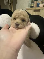 Luni, a female Poodle - Toy  for sale in Mesa, AZ – 2 of 7