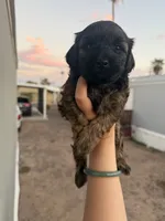 Brownie, a male Poodle - Toy  for sale in Mesa, AZ – 1 of 5