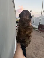 Brownie, a male Poodle - Toy  for sale in Mesa, AZ – 4 of 5