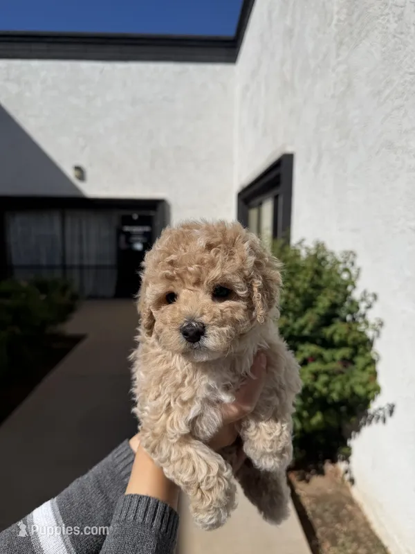 Luna – Poodle - Toy  puppy for sale in Mesa, AZ