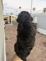 Nickie, a female Poodle - Toy  for sale in Mesa, AZ – 5 of 8