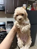 Luni, a female Poodle - Toy  for sale in Mesa, AZ – 1 of 7